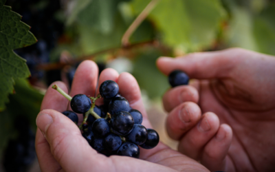 Cépages du vin de Fronton : la Négrette et ses compagnons d&rsquo;assemblage