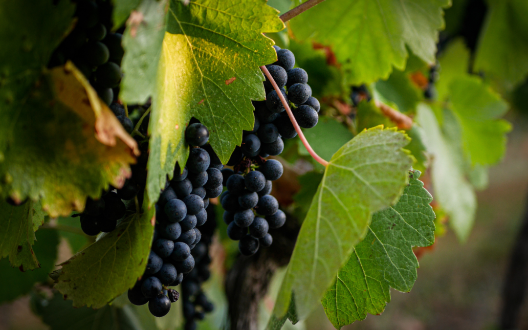 Qu'est-ce que l'appellation Fronton ? Tout savoir sur ce vin du Sud-Ouest